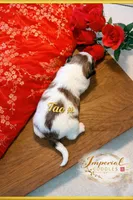 Tao 桃, a female Shichon for sale in Edwardsville, IL – Photo 5 of 9