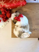 桃 Peachy, a female Shichon for sale in Edwardsville, IL – 7 of 10