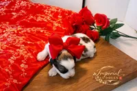 Tao 桃, a female Shichon for sale in Edwardsville, IL – Photo 3 of 9