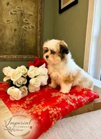 桃 Peachy, a female Shichon for sale in Edwardsville, IL – 4 of 10