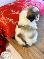 Tao 桃 Peachy, a female Shichon for sale in Edwardsville, IL – Photo 3 of 5