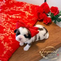 Tao 桃, a female Shichon for sale in Edwardsville, IL – Photo 1 of 9