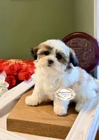桃 Peachy, a female Shichon for sale in Edwardsville, IL – 5 of 10