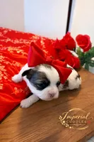 Tao 桃, a female Shichon for sale in Edwardsville, IL – Photo 7 of 9