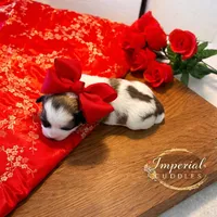 Tao 桃, a female Shichon for sale in Edwardsville, IL – Photo 2 of 9