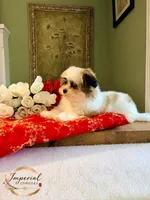 桃 Peachy, a female Shichon for sale in Edwardsville, IL – 2 of 10