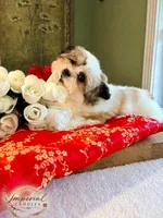 桃 Peachy, a female Shichon for sale in Edwardsville, IL – 1 of 10