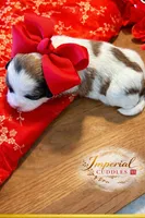 Tao 桃, a female Shichon for sale in Edwardsville, IL – Photo 4 of 9