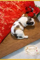 Tao 桃, a female Shichon for sale in Edwardsville, IL – Photo 6 of 9