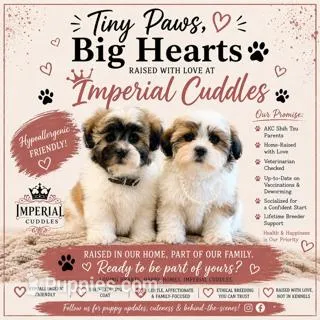 Tao 桃 Peachy – Shichon puppy for sale in Edwardsville, IL