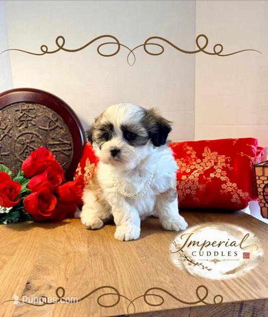 Tao 桃 Peachy – Shichon puppy for sale in Edwardsville, IL