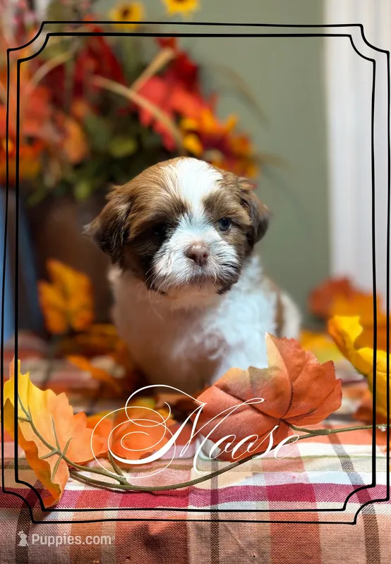 AKC Moose – Shih Tzu puppy for sale in Edwardsville, IL