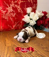 Oakley, a male Shih Tzu for sale in Edwardsville, IL – 3 of 3