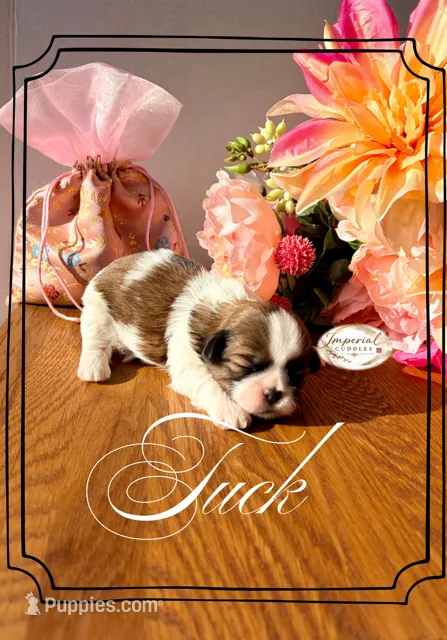 AKC Tuck – Shih Tzu puppy for sale in Edwardsville, IL