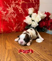 AKC Aspen, a male Shih Tzu for sale in Edwardsville, IL – 5 of 7