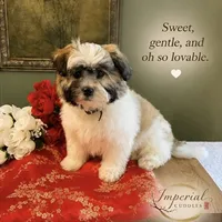 Shan 山, a male Shichon for sale in Edwardsville, IL – 3 of 10