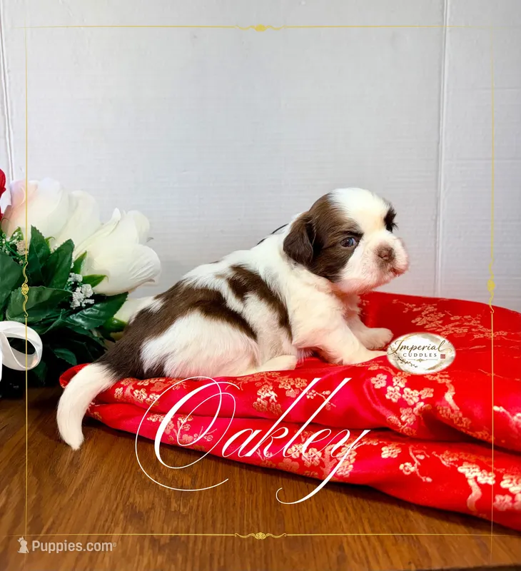 AKC Oakley – Shih Tzu puppy for sale in Edwardsville, IL