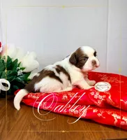 AKC Oakley, a male Shih Tzu for sale in Edwardsville, IL – 7 of 10