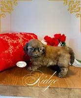 AKC Ridge, a male Shih Tzu for sale in Edwardsville, IL – 3 of 10