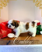 AKC Oakley, a male Shih Tzu for sale in Edwardsville, IL – 5 of 10