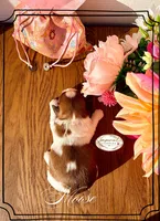 AKC Moose, a male Shih Tzu for sale in Edwardsville, IL – 5 of 8
