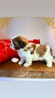 AKC Aspen, a male Shih Tzu for sale in Edwardsville, IL – 2 of 7