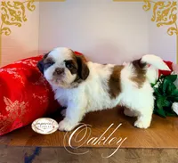 AKC Oakley, a male Shih Tzu for sale in Edwardsville, IL – 4 of 10