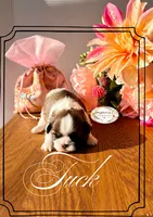 AKC Tuck, a male Shih Tzu for sale in Edwardsville, IL – 2 of 7