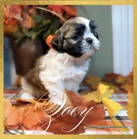 AKC Zoey, a female Shih Tzu for sale in Edwardsville, IL – 2 of 8