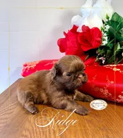AKC Ridge, a male Shih Tzu for sale in Edwardsville, IL – 5 of 10