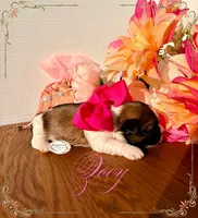 AKC Zoey, a female Shih Tzu for sale in Edwardsville, IL – 3 of 5