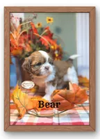 AKC Bear, a male Shih Tzu for sale in Edwardsville, IL – 5 of 10