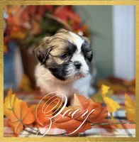 AKC Zoey, a female Shih Tzu for sale in Edwardsville, IL – 3 of 8