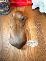AKC Timber, a male Shih Tzu for sale in Edwardsville, IL – 4 of 6