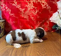 AKC Oakley, a male Shih Tzu for sale in Edwardsville, IL – 4 of 6