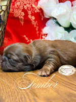 AKC Timber, a male Shih Tzu for sale in Edwardsville, IL – 2 of 6