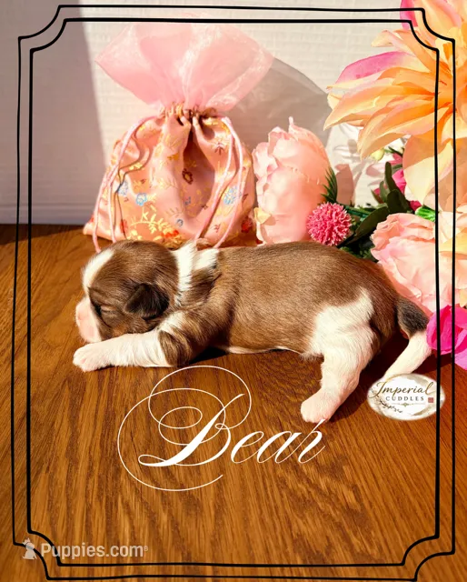 AKC Bear – Shih Tzu puppy for sale in Edwardsville, IL
