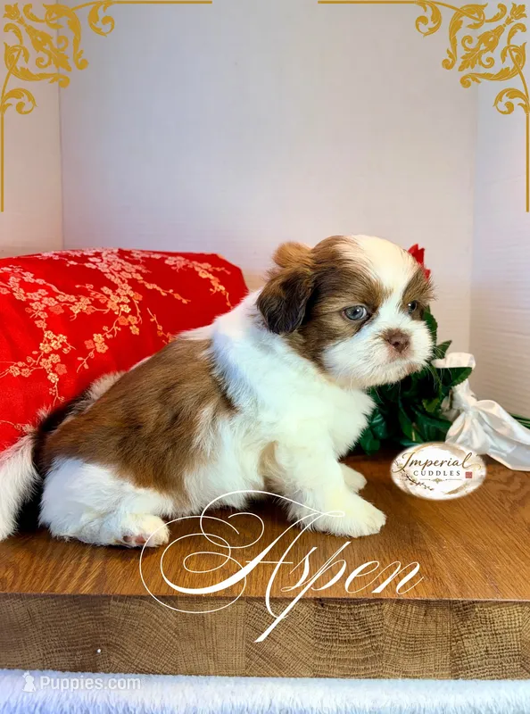 AKC Aspen – Shih Tzu puppy for sale in Edwardsville, IL