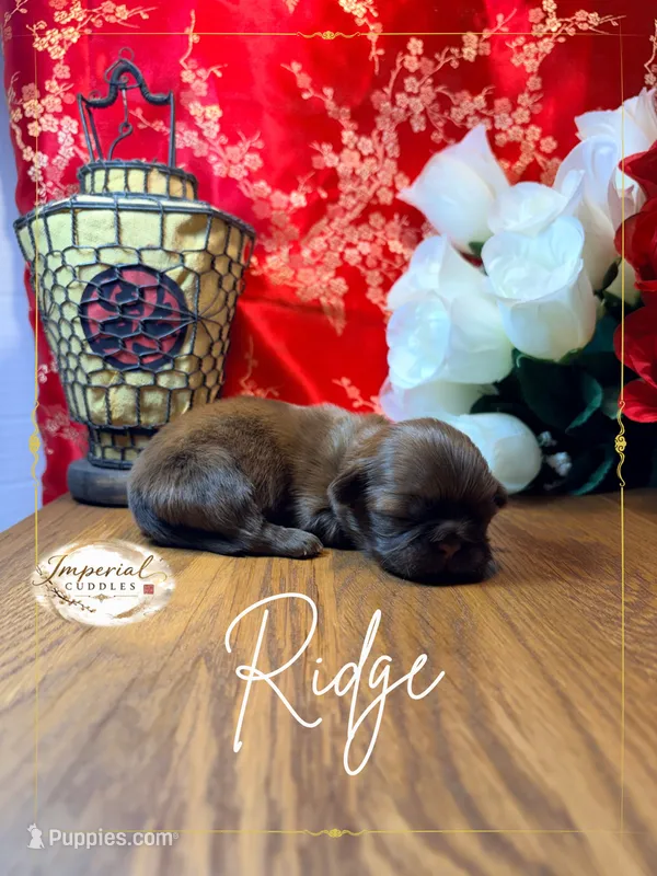 AKC Ridge – Shih Tzu puppy for sale in Edwardsville, IL