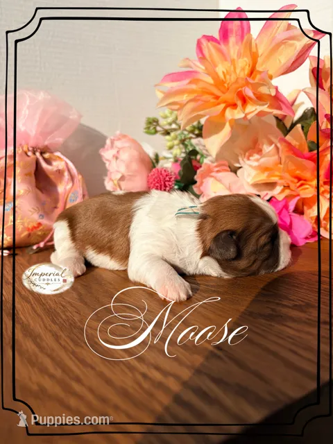 AKC Moose – Shih Tzu puppy for sale in Edwardsville, IL