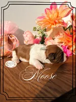 AKC Moose, a male Shih Tzu for sale in Edwardsville, IL – 1 of 8