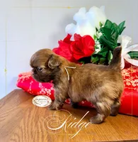 AKC Ridge, a male Shih Tzu for sale in Edwardsville, IL – 7 of 10