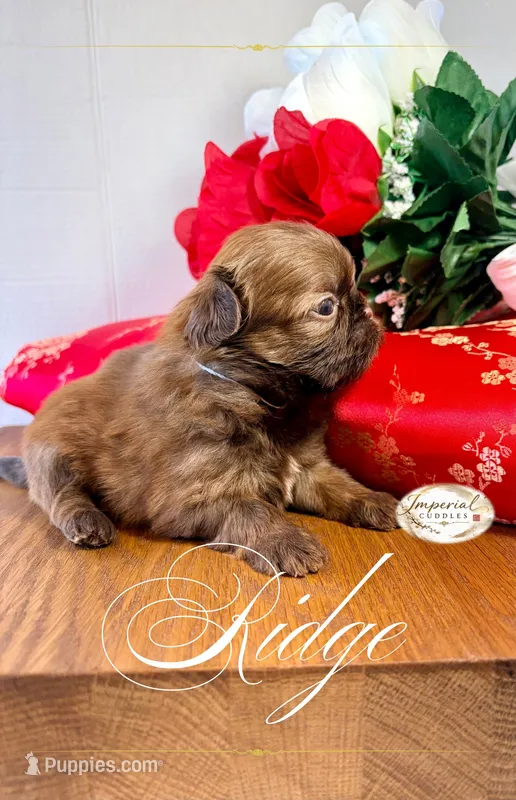 AKC Ridge – Shih Tzu puppy for sale in Edwardsville, IL