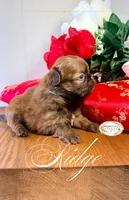 AKC Ridge, a male Shih Tzu for sale in Edwardsville, IL – 1 of 10