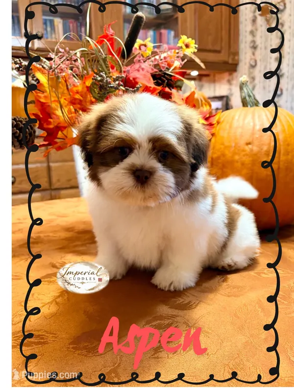 AKC Aspen – Shih Tzu puppy for sale in Edwardsville, IL