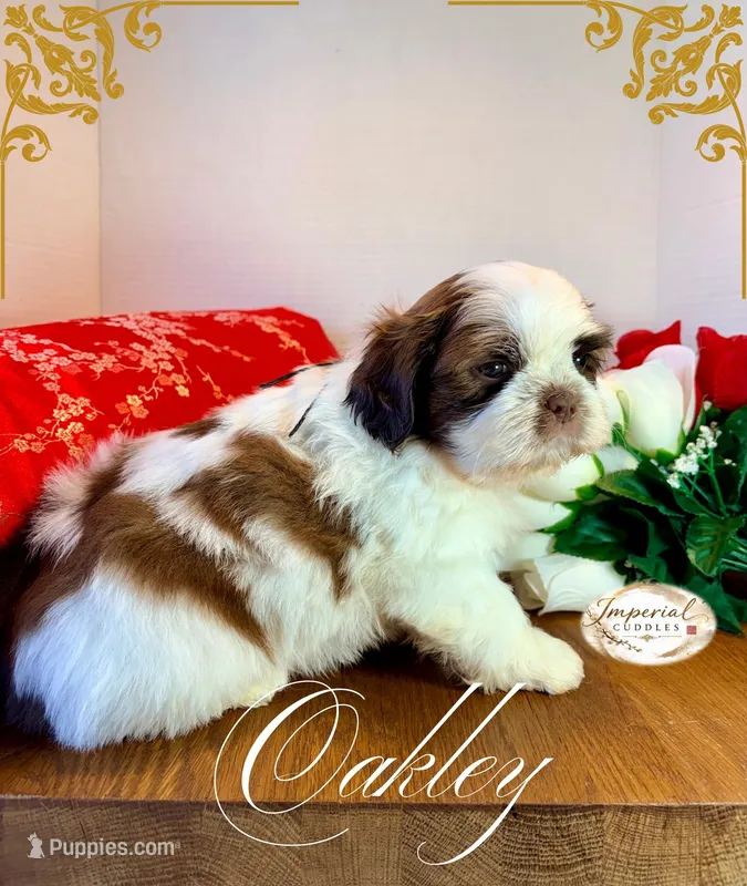 AKC Oakley – Shih Tzu puppy for sale in Edwardsville, IL