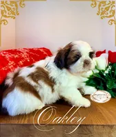AKC Oakley, a male Shih Tzu for sale in Edwardsville, IL – 1 of 10