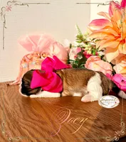 AKC Zoey, a female Shih Tzu for sale in Edwardsville, IL – 2 of 5