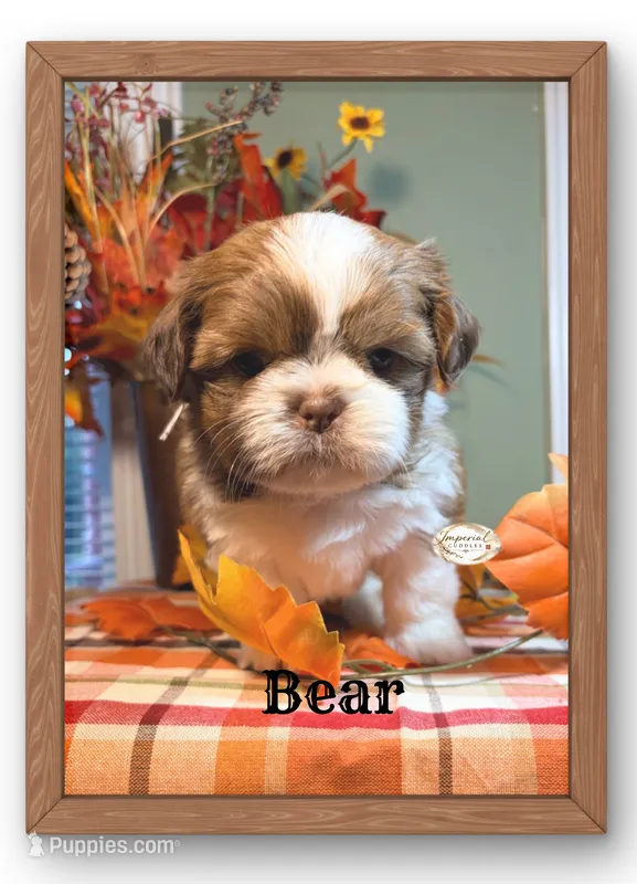 AKC Bear – Shih Tzu puppy for sale in Edwardsville, IL