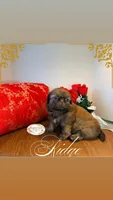 AKC Ridge, a male Shih Tzu for sale in Edwardsville, IL – 4 of 10